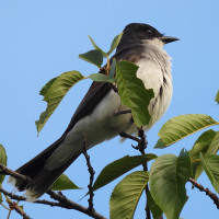 Eastern Kingbird